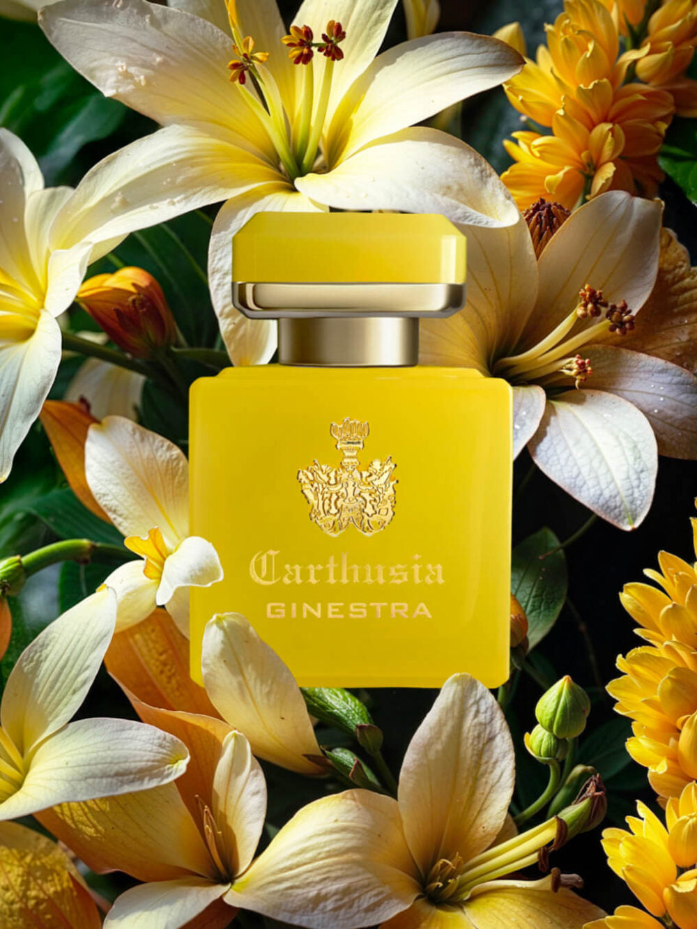 Carthusia Intenso di Ginestra